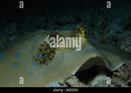 Ruban bleu spotted tail ray est grand dans le sable, photo de nuit, Panglao, Philippines Banque D'Images