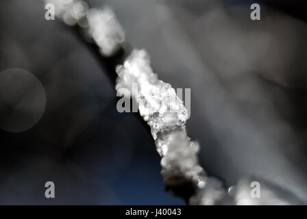 La fonte de la neige de la glace sur branche d'arbre en plein soleil Banque D'Images