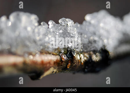 La fonte de la neige de la glace sur branche d'arbre dans des Banque D'Images