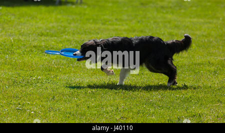 Border Collie dog palying avec frisbee en dehors parc sur l'herbe verte. Banque D'Images