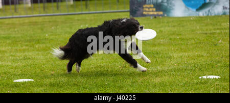 Border Collie dog palying avec frisbee en dehors parc sur l'herbe verte. Banque D'Images