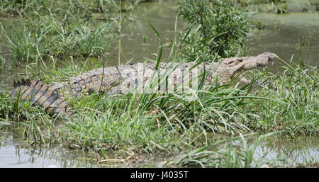 Le crocodile du Nil (Crocodylus niloticus) reposant dans les eaux peu profondes dans le Nord de la Tanzanie Banque D'Images