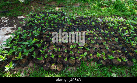 Cultiver des plants de café avant de le planter dans de grandes parcelles. Banque D'Images