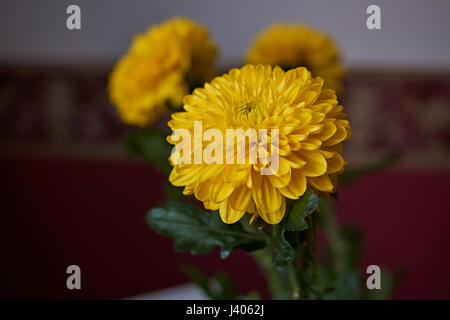 Chrysanthèmes jaunes. Composition/un bouquet de chrysanthèmes jaunes de la composition la composition. Fleurs de Printemps en cadeau. Banque D'Images