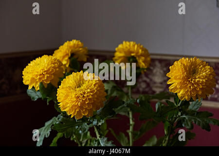 Chrysanthèmes jaunes. Composition/un bouquet de chrysanthèmes jaunes de la composition la composition. Fleurs de Printemps en cadeau. Banque D'Images