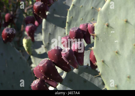 Prickley Pear Banque D'Images