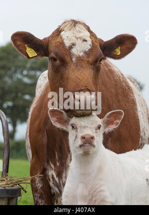 Shorthorn boeuf veau et vache, Bridlington, Yorkshire du Nord. Banque D'Images