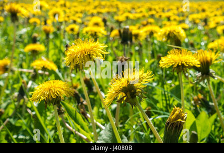 Champ de pissenlit sans fin dans la lumière du soleil. mer de fleurs. Banque D'Images