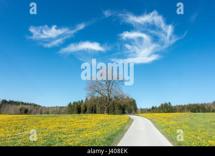 Sentier à travers de magnifiques fleurs de pissenlit prairie et un grand arbre Banque D'Images