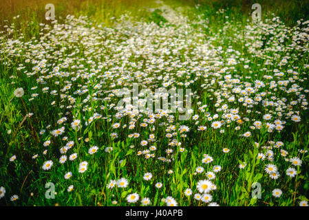 La camomille. L'herbe verte et de camomille dans la nature Banque D'Images