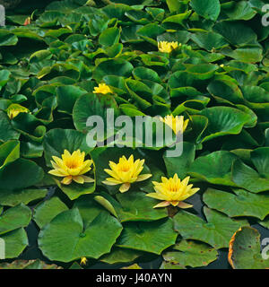 Nymphaea jaune dans le jardin paysage Banque D'Images