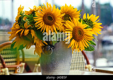 Une fleur à couper l'affichage des tournesols colorés dans un café français Banque D'Images