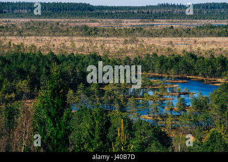 Konnu Suursoo bog, vue aérienne, au début du printemps, le comté de Harju, Estonie Banque D'Images