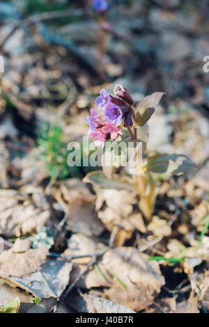 Pulmonaria ou herbe de fleurs au début de printemps à la lumière du soleil Banque D'Images