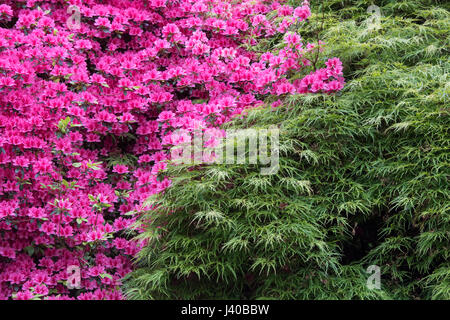 Rhododendron rose fleurs et feuilles Acer vert au printemps. UK Banque D'Images