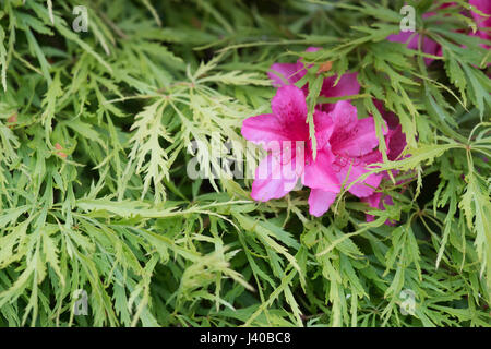 Rhododendron rose fleurs et feuilles Acer vert au printemps. UK Banque D'Images