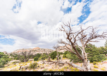 Négliger de white canyons dans Arches National Park avec l'arbre mort Banque D'Images