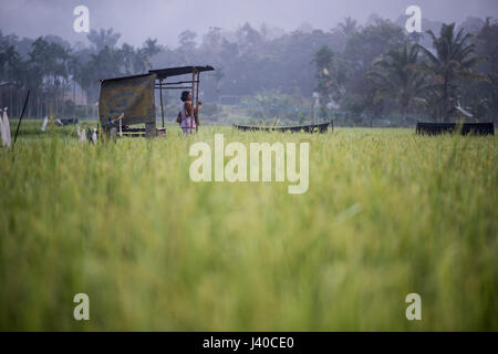 Champ de riz travailleur féminin dans la vallée de Harau, Sumatra, Indonésie. Banque D'Images