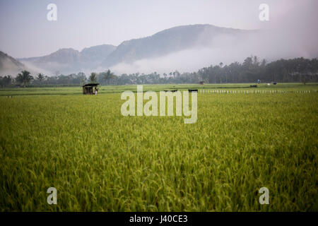 Champ de riz dans la vallée de Harau, Sumatra, Indonésie. Banque D'Images