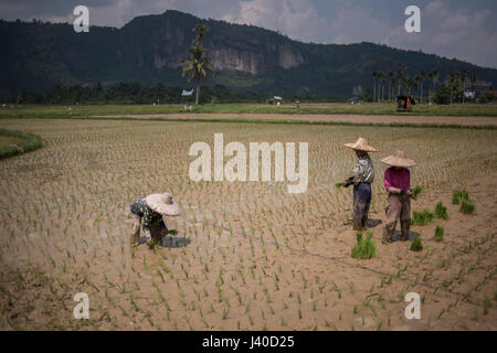 Les femmes qui travaillent dans un champ de riz à la vallée de Harau, Sumatra, Indonésie. Banque D'Images