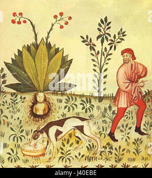 Mandragora Tacuinum Sanitatis Banque D'Images