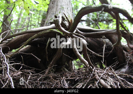 Mangled root sur un arbre exposé à partir du sol dans une forêt canadienne. Banque D'Images