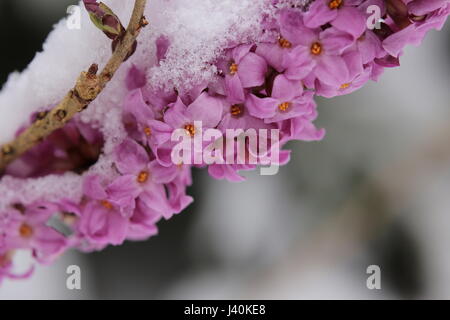 Daphne mezereum, communément appelé Daphné février, dans la neige. Banque D'Images