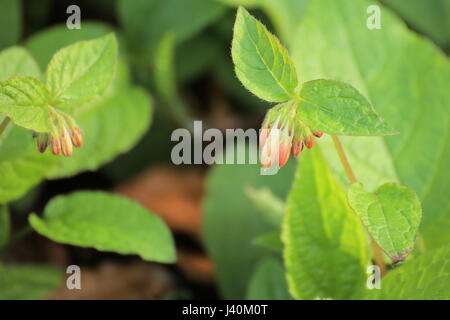 Symphytum grandiflorum rampante, la consoude, avec quelques fleurs. Banque D'Images