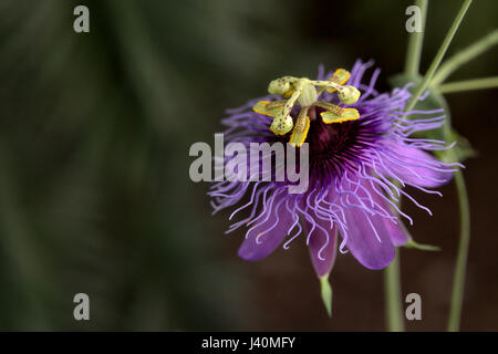 Blossom d'une fleur de la passion (Passiflora espèces amethystina). Banque D'Images