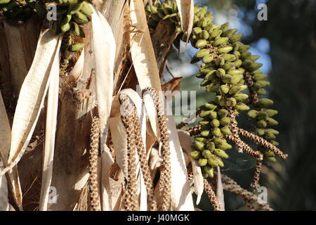 Howea forsteriana Kentia (Palm) avec beaucoup de fruits. Banque D'Images