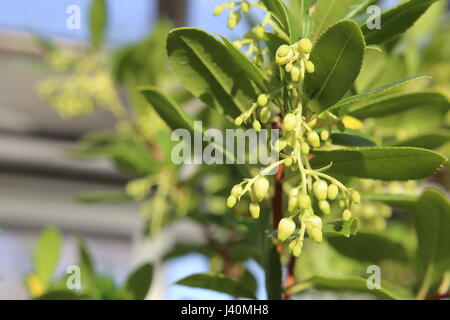 Arbutus unedo (arbousier) dans la lumière du soleil. Banque D'Images