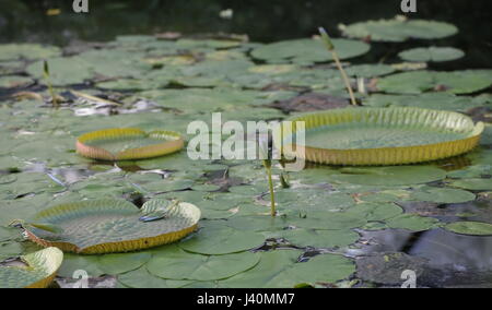 Victoria cruziana (Santa Cruz Water Lily) dans l'étang. Banque D'Images