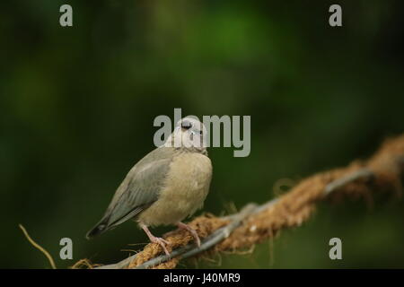 Les jeunes gouldian finch (Erythrura gouldiae) assis sur un fil. Banque D'Images