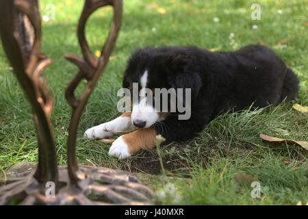 Chiot dans l'herbe. Banque D'Images