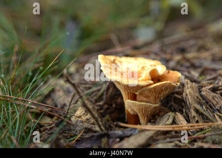 Hygrophoropsis aurantiaca, communément appelé la fausse chanterelle. Banque D'Images