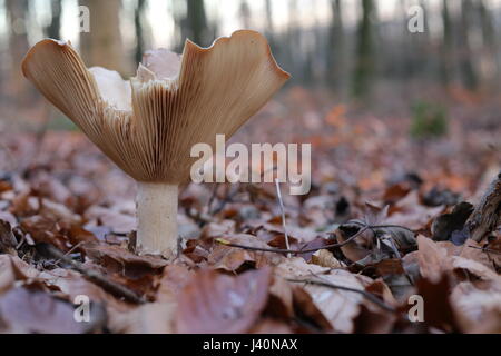 Infundibulicybe geotropa, également connu sous le nom de la parade de l'entonnoir. Banque D'Images