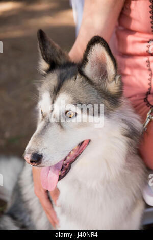 Husky de Sibérie au mariage chien amical Banque D'Images