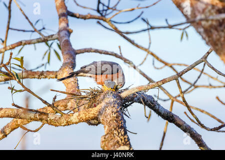 Double-kite crantée (Harpagus bidentatus) dans la forêt tropicale amazonienne à La Selva lodge sur le fleuve Napo, Equateur, Amérique du Sud Banque D'Images