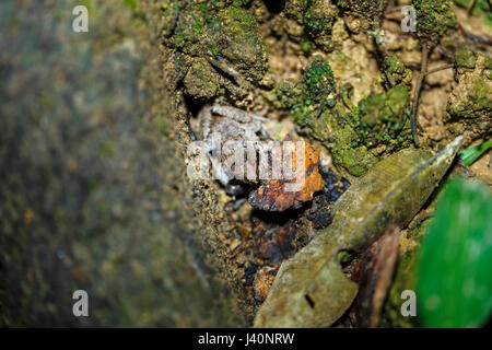 Bien camouflée frog se cacher dans un tronc d'arbre, la forêt tropicale amazonienne à La Selva lodge sur le fleuve Napo, Equateur, Amérique du Sud Banque D'Images