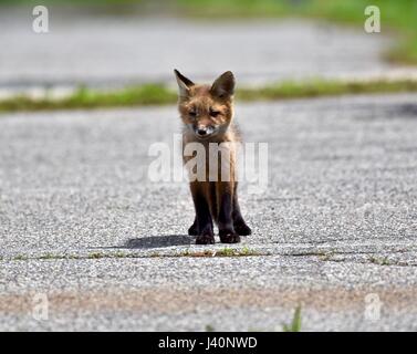 Kit red fox (Vulpes vulpes), debout au milieu d'une ancienne route. Banque D'Images