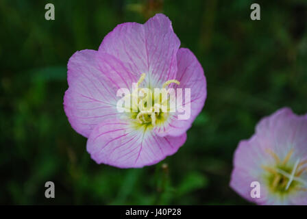 Fleurs d'Onagre rose Banque D'Images