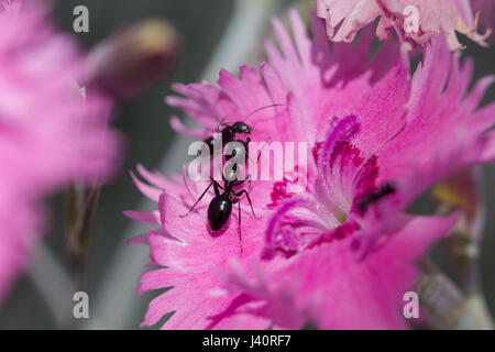 Deux fourmis dans une fleur rose, macro shot Banque D'Images