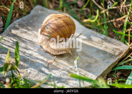 Les escargots escalade sur le rocher dans l'herbe verte Banque D'Images