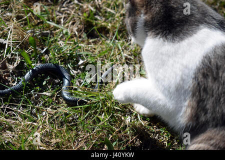 Chat domestique additionneur chasse serpent dans le jardin. Banque D'Images