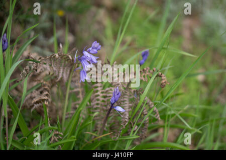 Close up of bluebells/woodland/graminées Banque D'Images
