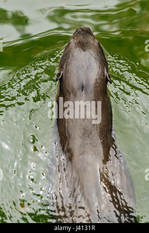 Bon, la loutre (Cerdocyon perspicillata) Nager dans l'eau vert clair d'une rivière de la mangrove, Singapour Banque D'Images