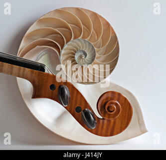 Violon violon alto et défilement sectioned Nautilus shell, focus-stacked image à l'aide de fenêtre donnant la lumière naturelle de subtiles ombres sur fond clair. Banque D'Images