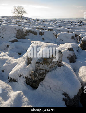 La neige ensoleillée couverte de lichen sur lapiez au-dessus de Malham, Yorkshire Dales. Frêne solitaire. Distance à Pendle. Focus-stacked image paysage. Banque D'Images