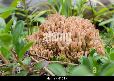 Coral (Clavarioid) mushroom en Alberta Foothills. Banque D'Images