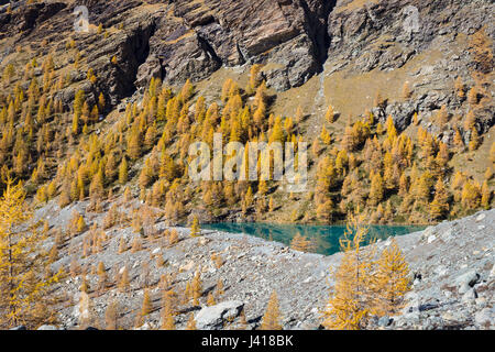 Couleurs d'automne en haute montagne. Lac alpin avec du jaune mélèzes. Vallée d'Ayas Aosta, Italie Banque D'Images